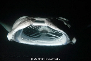 One very hungry manta during night time feeding frenzy. C... by Vladimir Levantovsky 